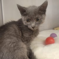 Panya, chatte à adopter