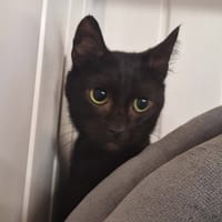 BIGOUDI, chat à adopter