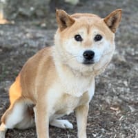 Tais CAA15851, chienne à adopter