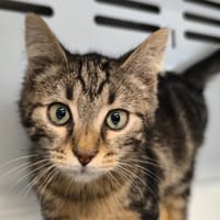 Léonard, chat à adopter