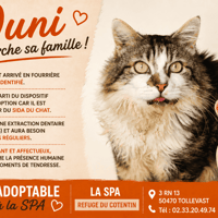 OUNI, chat à adopter