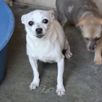 MAA 3651, chienne à adopter