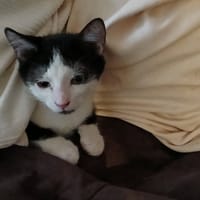 BOREAS, chat à adopter