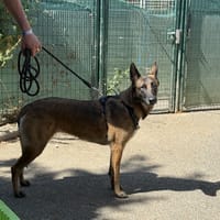 ORKA, chienne à adopter