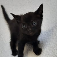 Vinyle, chat à adopter