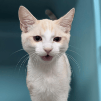 BISCUIT A17530 ( réservé ), chat à adopter