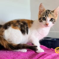 SMACKS (FIV+), chatte à adopter