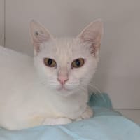 BLANCHE, chatte à adopter