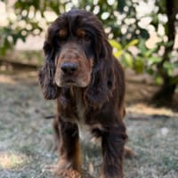 Ruby CAA15854, chienne à adopter