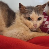 PAILLETTE, chatte à adopter
