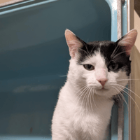 DIEGO A17506, chat à adopter