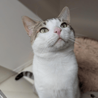 CHIFFON A17496, chat à adopter