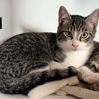 DORSET, chat à adopter