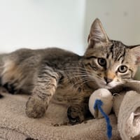 MERINOS, chat à adopter