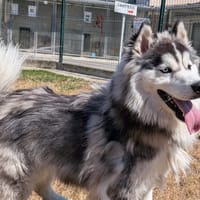 SKOLL, chien à adopter