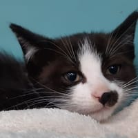 cipro, chat à adopter