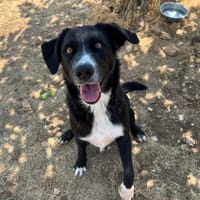 woods, chien à adopter