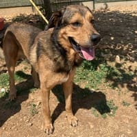 patou, chien à adopter