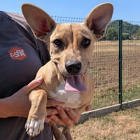 DJANGA, chienne à adopter