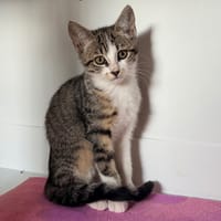 TEXEL, chatte à adopter