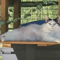 BOXEUR, chat à adopter