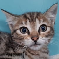 Cefixi, chatte à adopter
