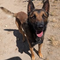 TIGER, chien à adopter