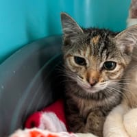CORINNE, chatte à adopter