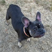 IRINA PAA24323, chienne à adopter