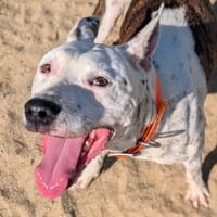 Ruby, chienne à adopter