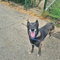 BONO, chien à adopter