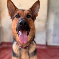 YOOKO, chien à adopter