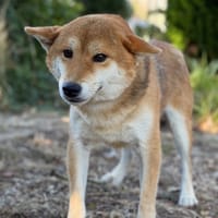 Sesame CAA15850, chien à adopter