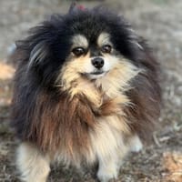Pamela CAA15848, chienne à adopter