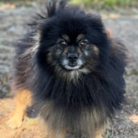 Pedro CAA15849, chien à adopter