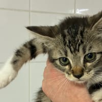 VANILLE, chatte à adopter