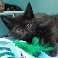 Cefaclor, chat à adopter