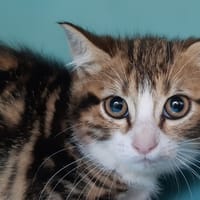 Brol, chat à adopter