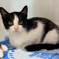 KRAKEN, chat à adopter