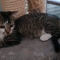 BRUME, chatte à adopter
