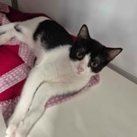 Bree, chatte à adopter