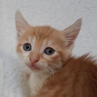 Virgule, chatte à adopter