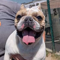 GUCCI, chien à adopter