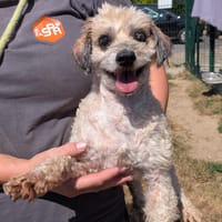 BAMBINO, chien à adopter