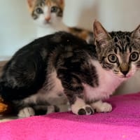 CRUNCH, chatte à adopter
