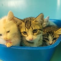 Nick, chat à adopter