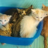 Rick, chat à adopter