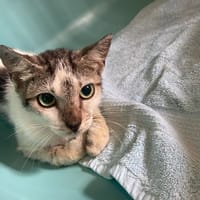 BATHILDA, chatte à adopter