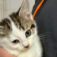 TIANA, chatte à adopter