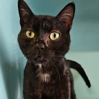 DIJANV, chat à adopter